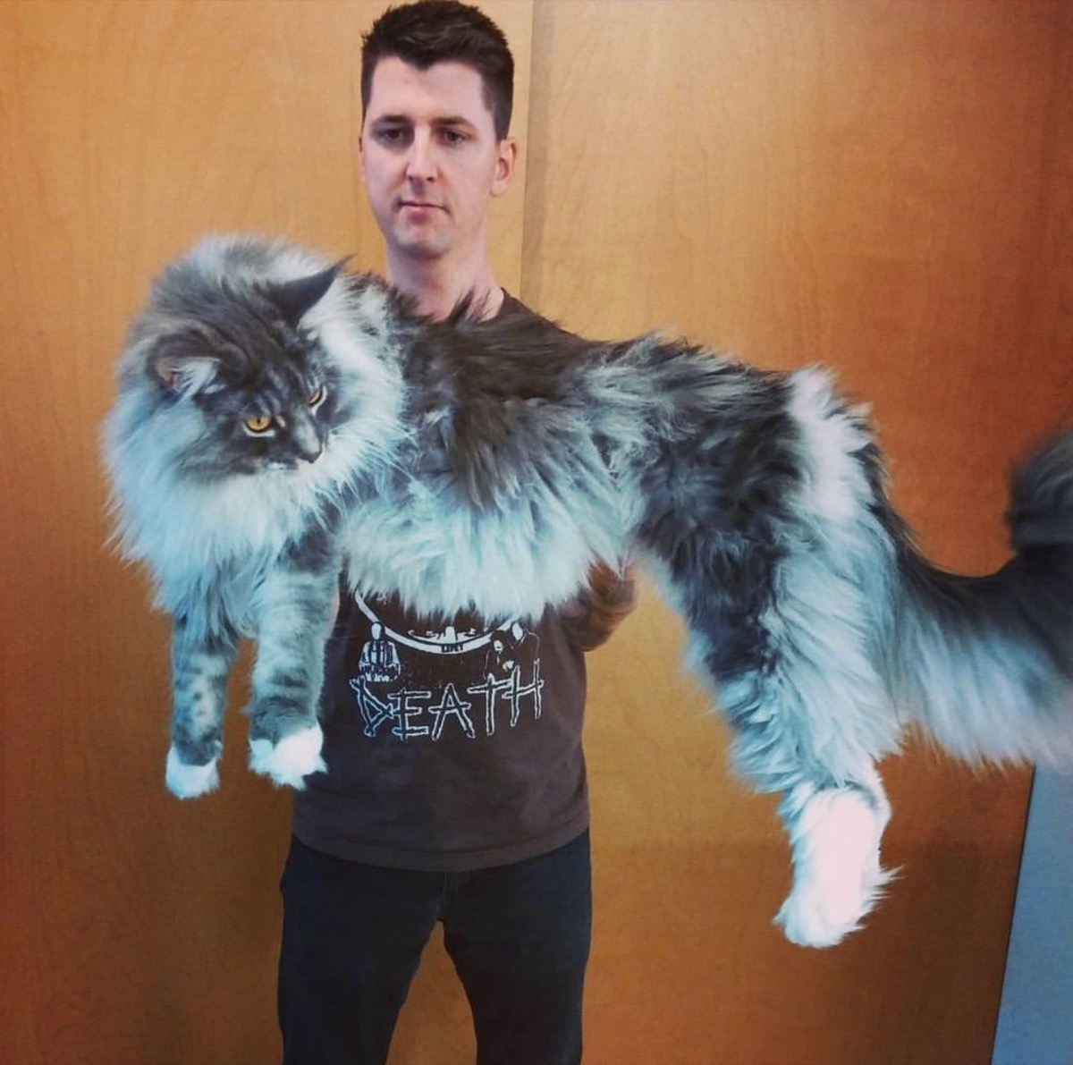 Man holding maine coon cat adorable cat photos