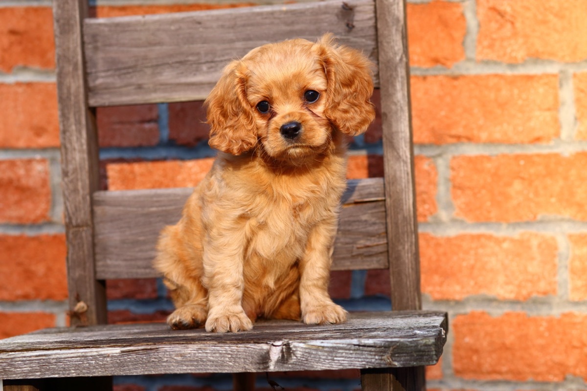 Cavapoo