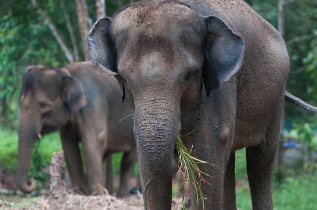 sumatran elephant