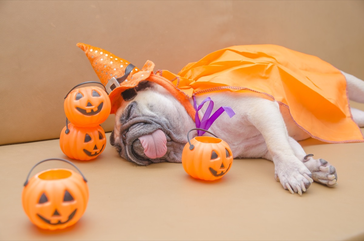 sleeping pug in halloween costume photos of snoozing dogs