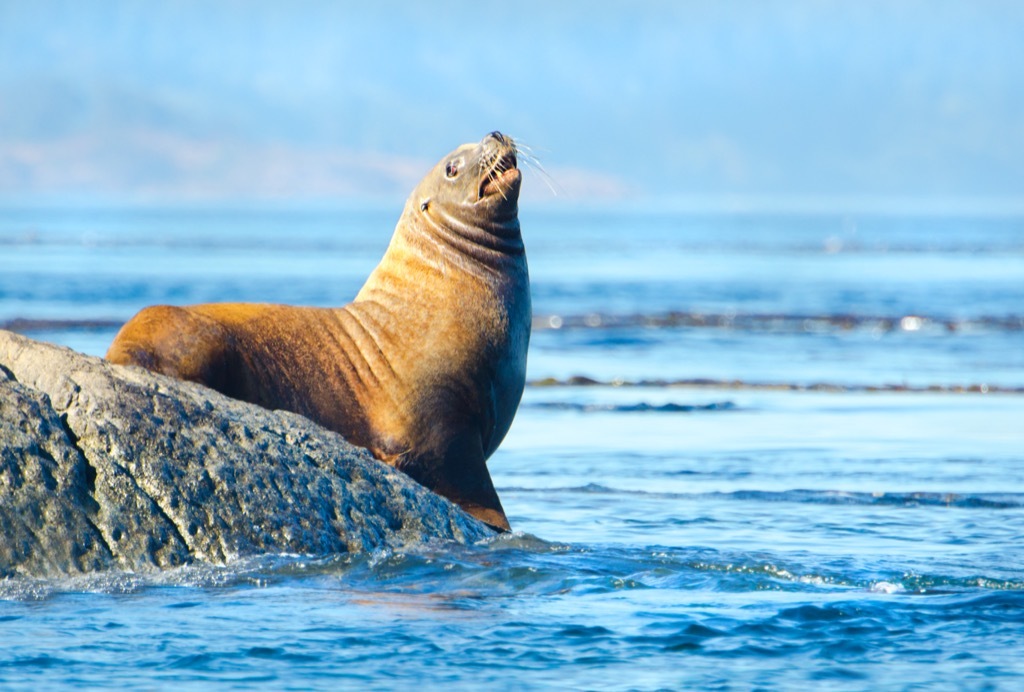 Sea lion