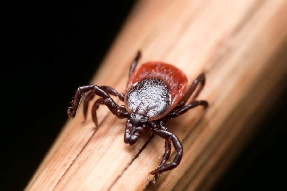 close up of tick