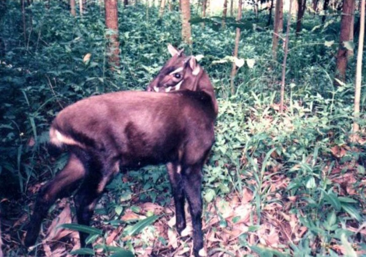 a saola animal