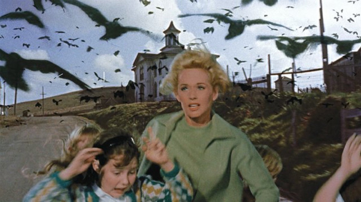 still from the birds