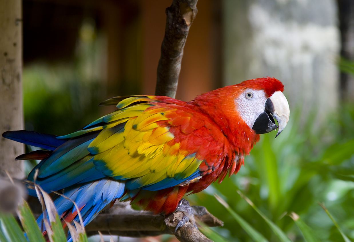 A macaw parrot sitting on a branch in the rainforest