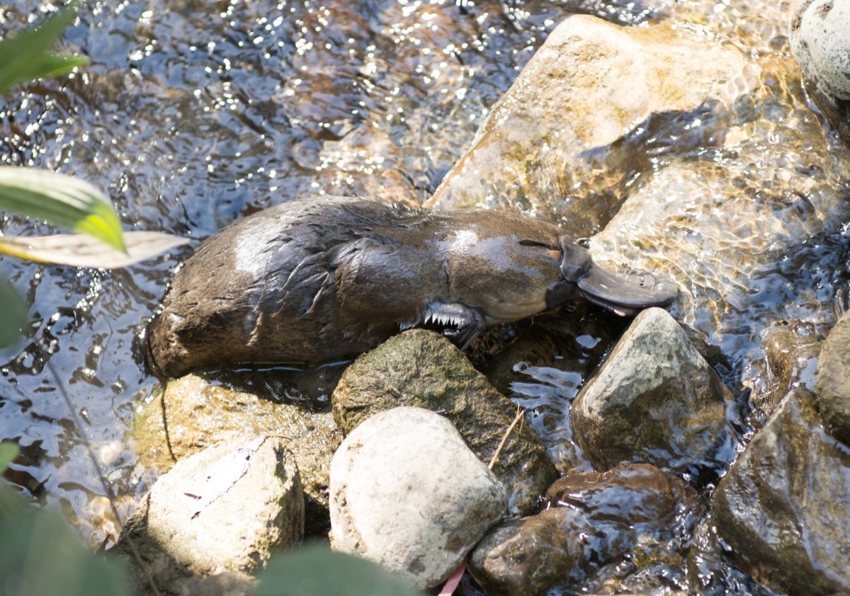 baby platypus swimming in tasmanian creek, dangerous baby animals