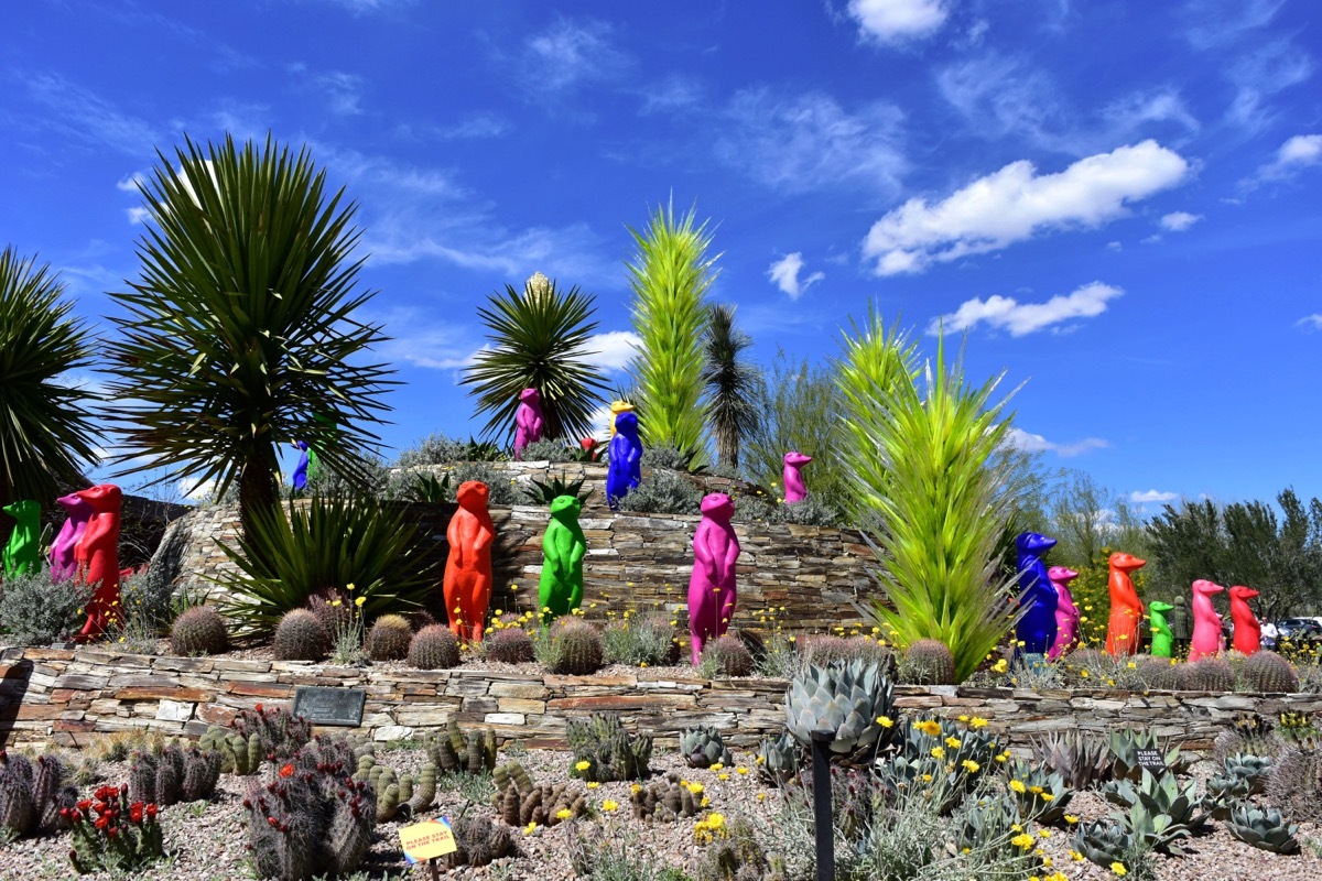 Desert Botanical Garden