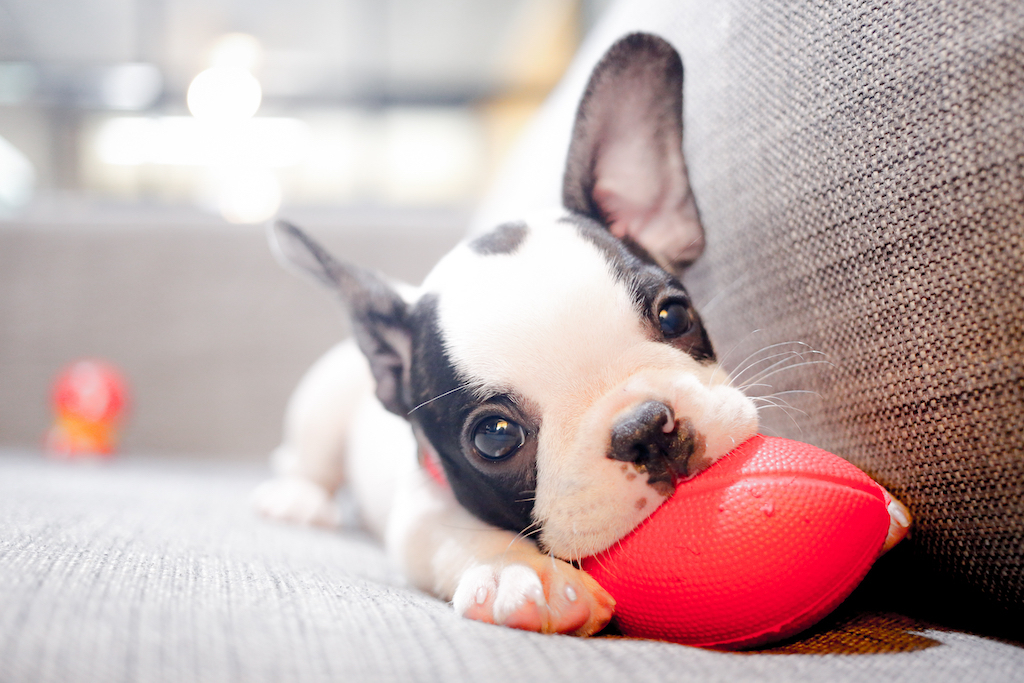 frenchie puppy