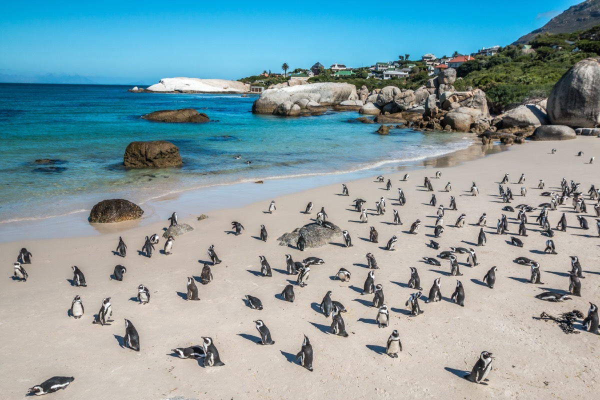 a school of penguins on a beach in south africa