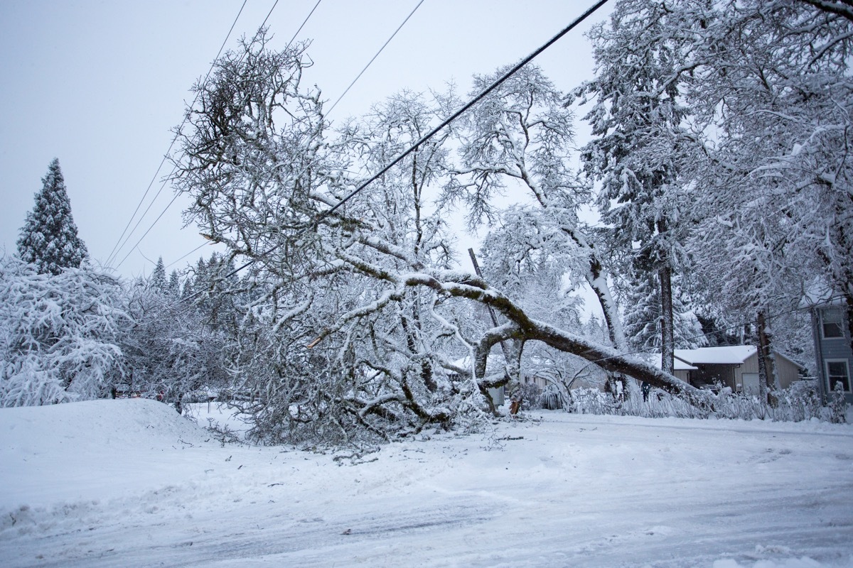 fallen trees in the snow