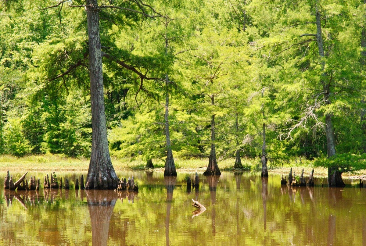 cypress preserve mississippi state natural wonders