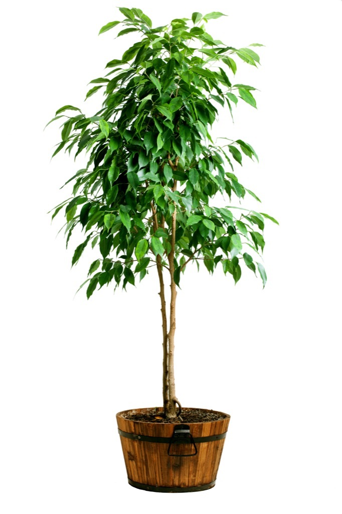 ficus tree