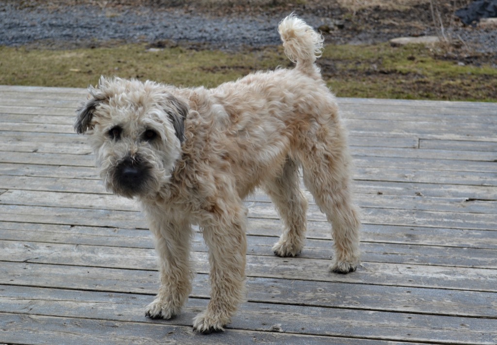 wheaten terrier dog