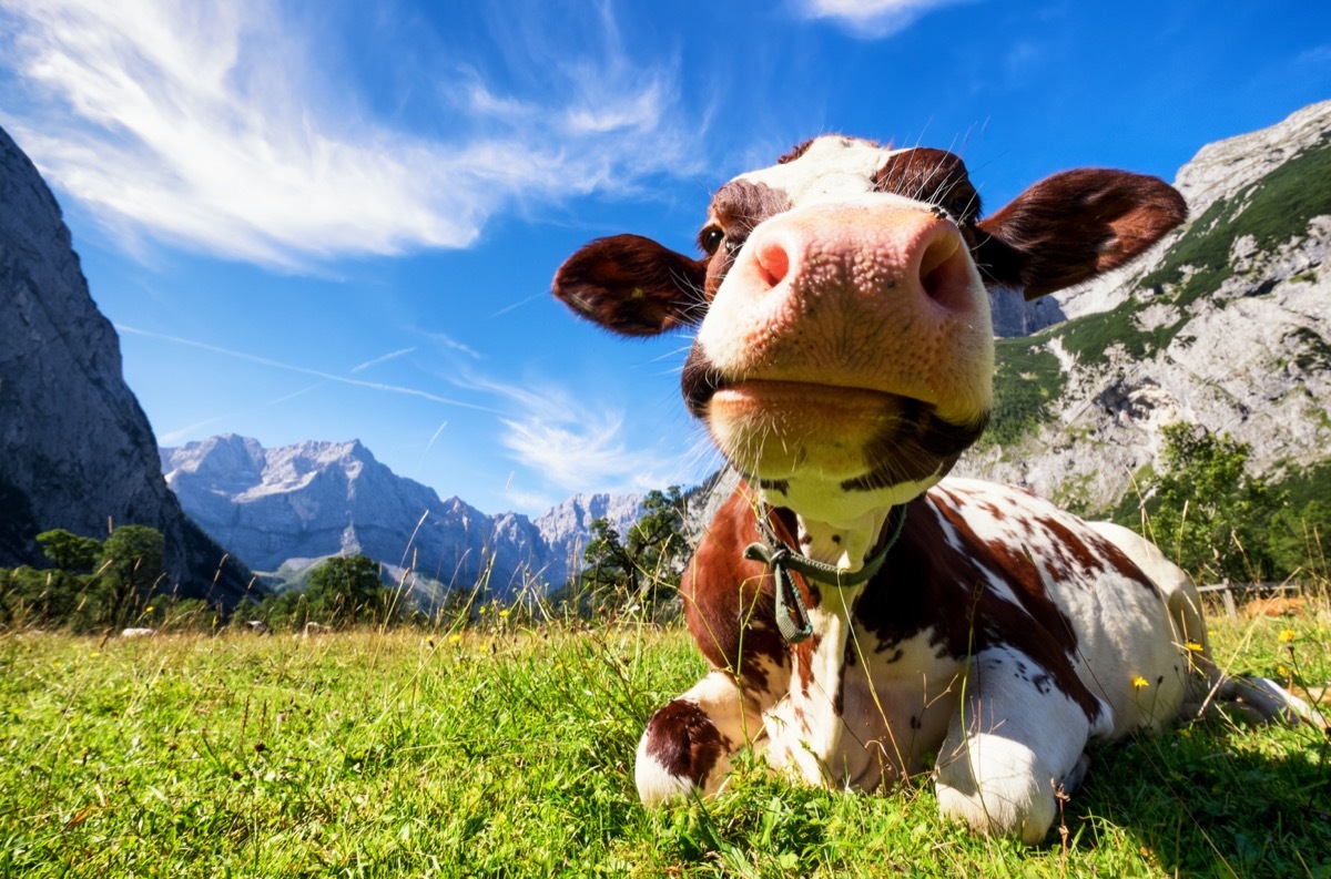 cow in the field, cow photos