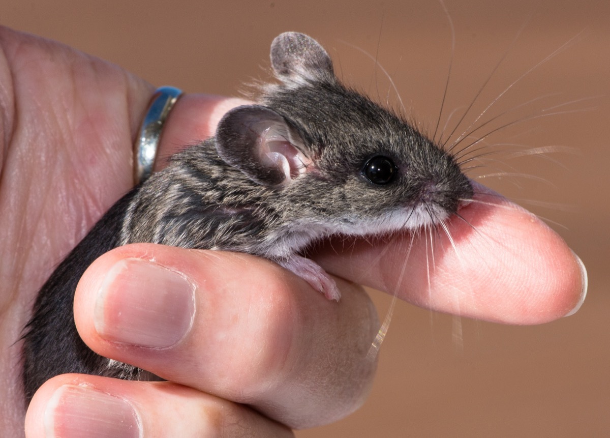 human hand loosely holding a gray field mouse