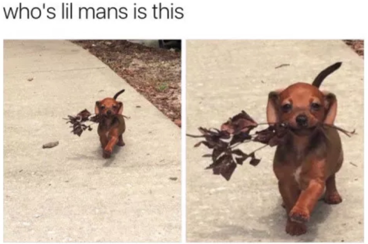 romantic dog meme