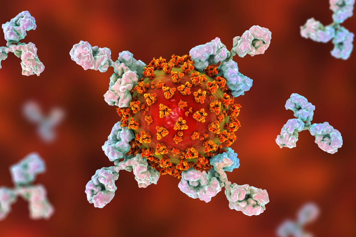 Antibodies attacking SARS-CoV-2 virus