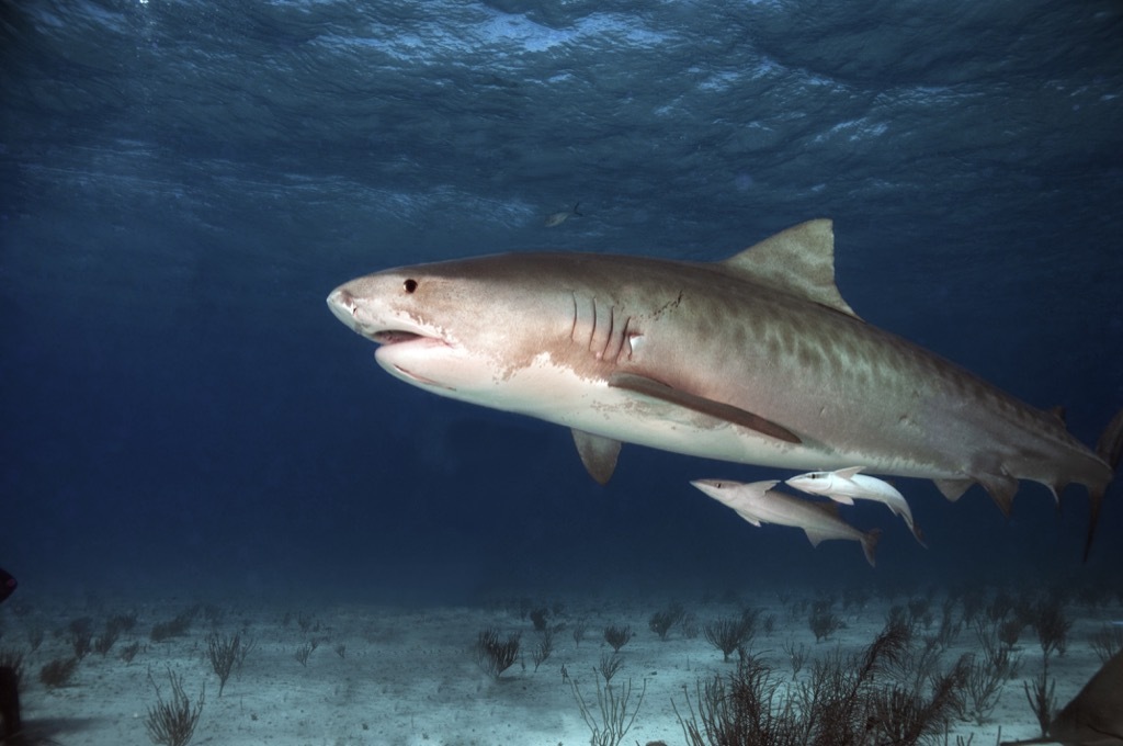 female shark