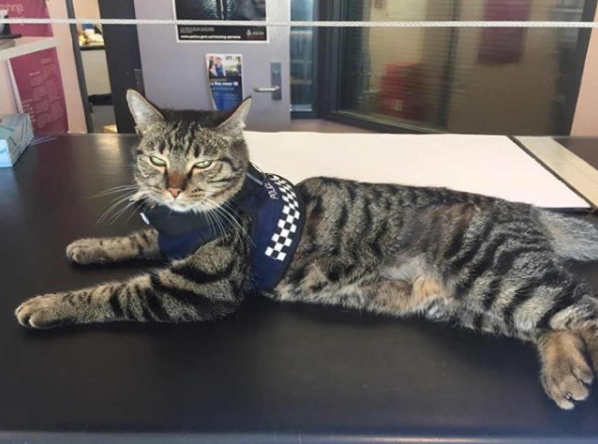 Snickers the Police Cat adorable police animals