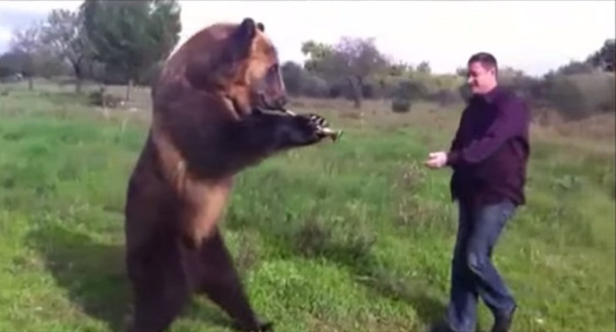 russian bear shows off tricks adorable photos of bears