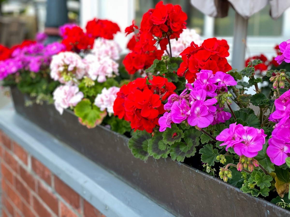 Row of Geraniums on Porch