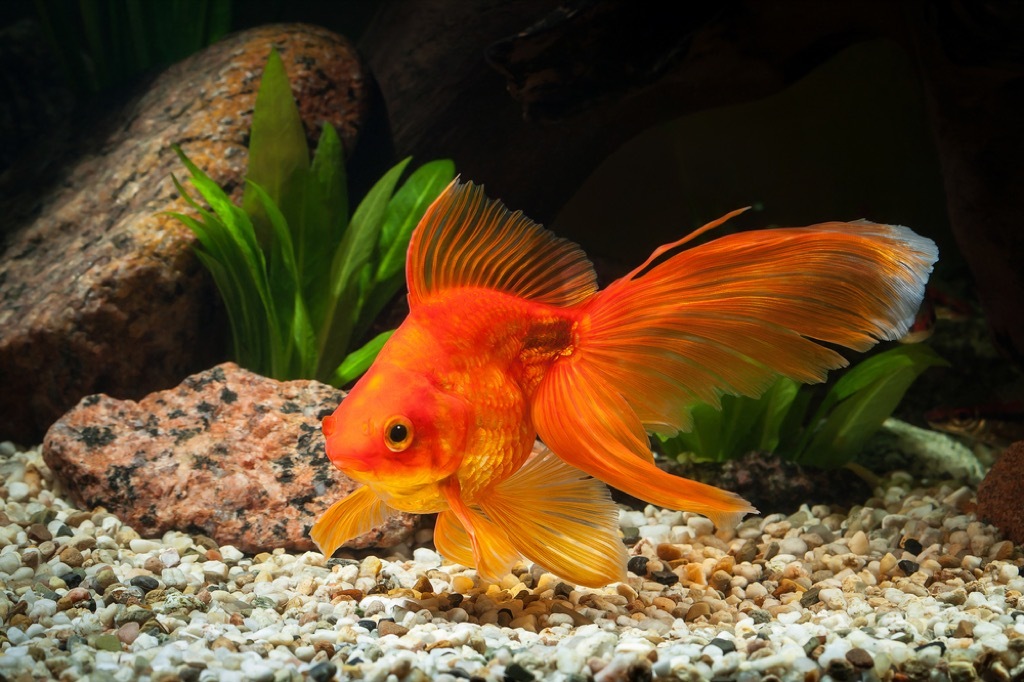 goldfish craziest emotional support animal