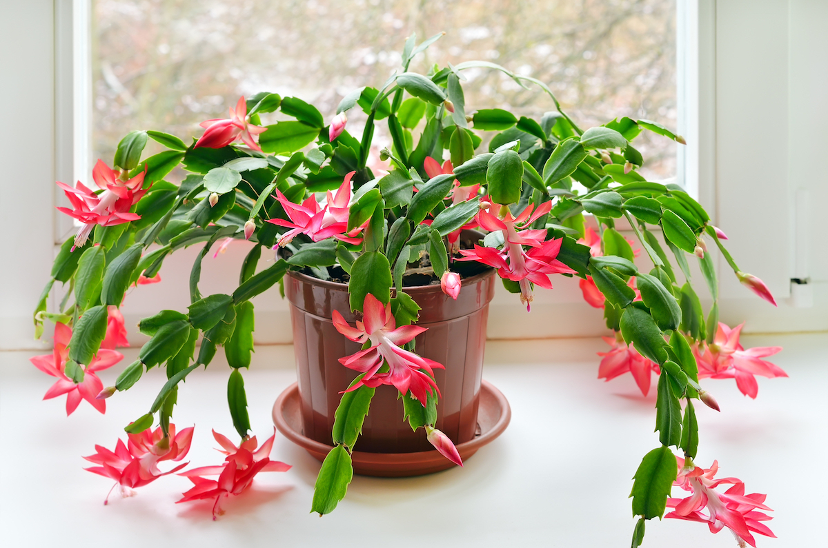 Christmas cactus (Schlumbergera) in pot on the windowsill