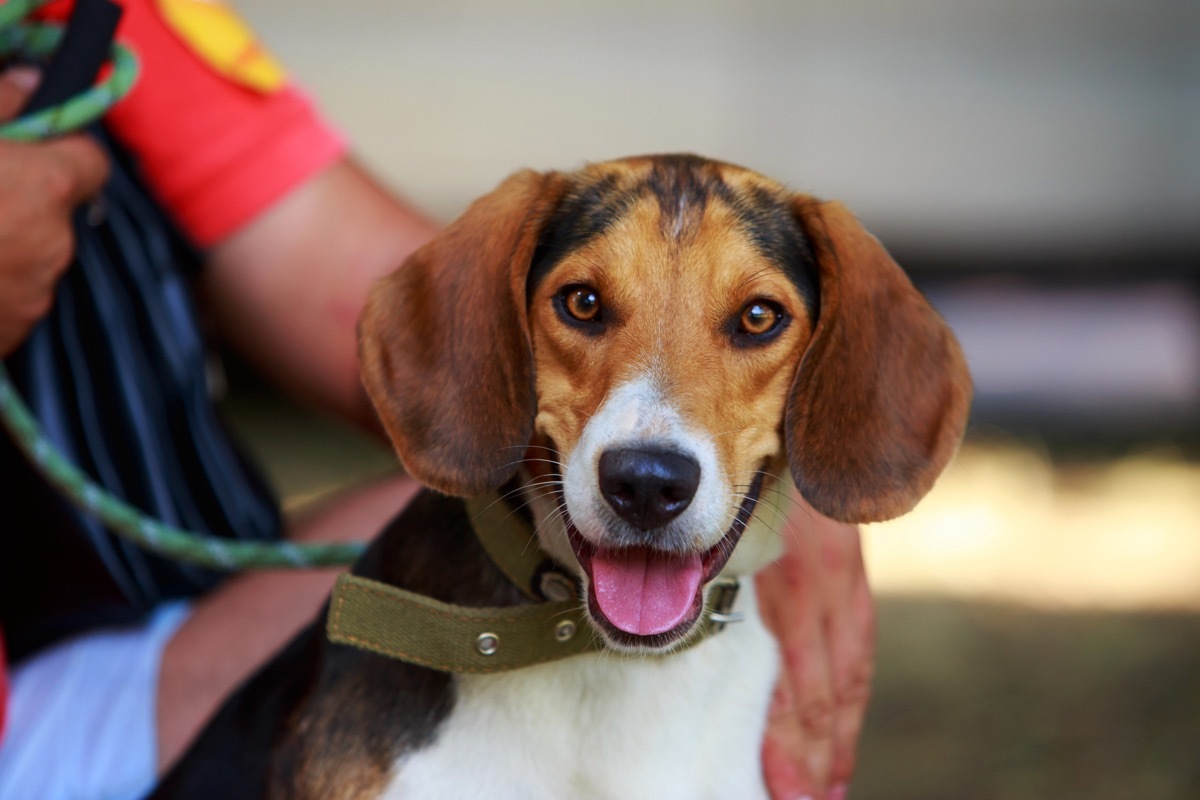 the dog breed American Foxhound a close-up