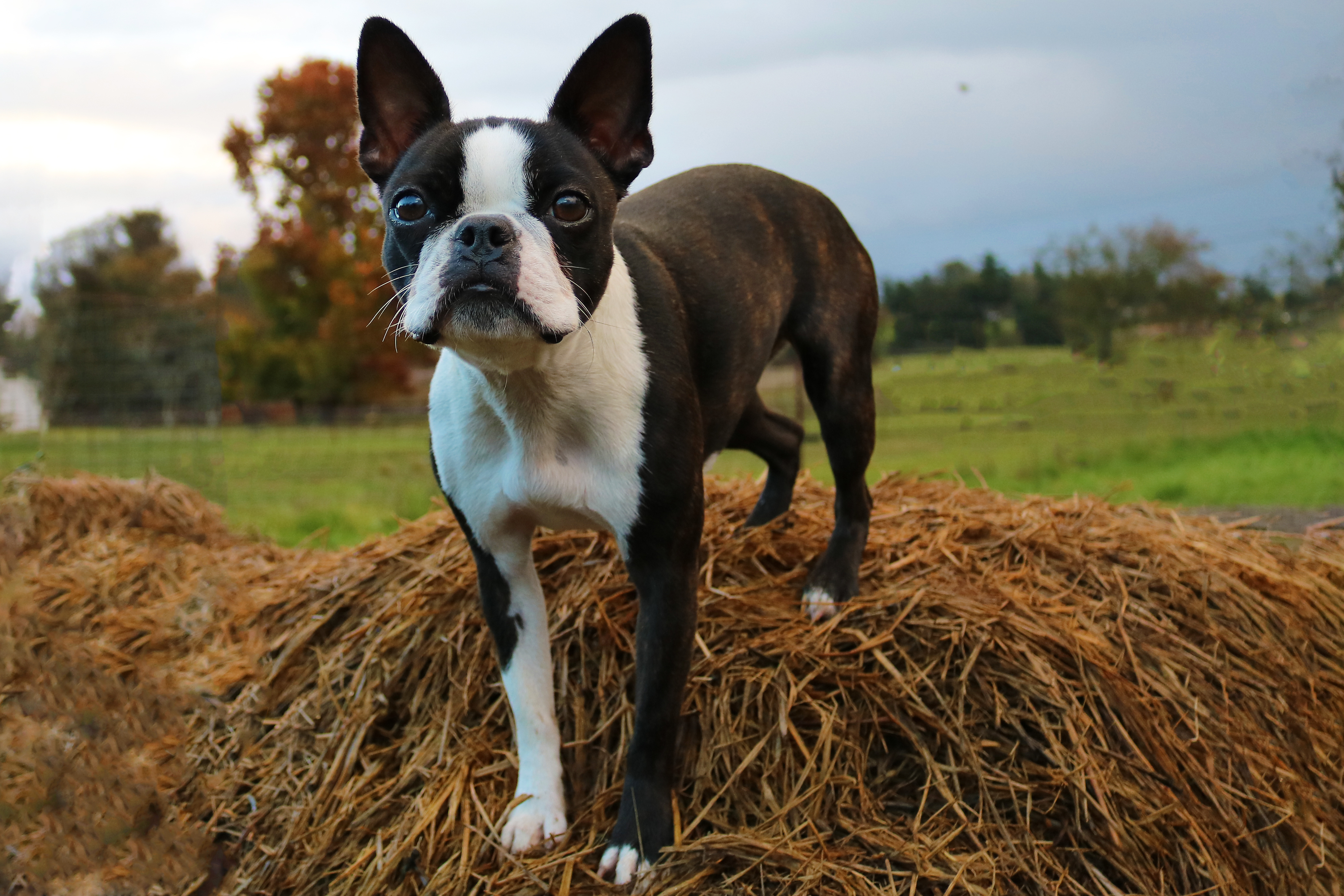 boston terrier standing on a mound of hay