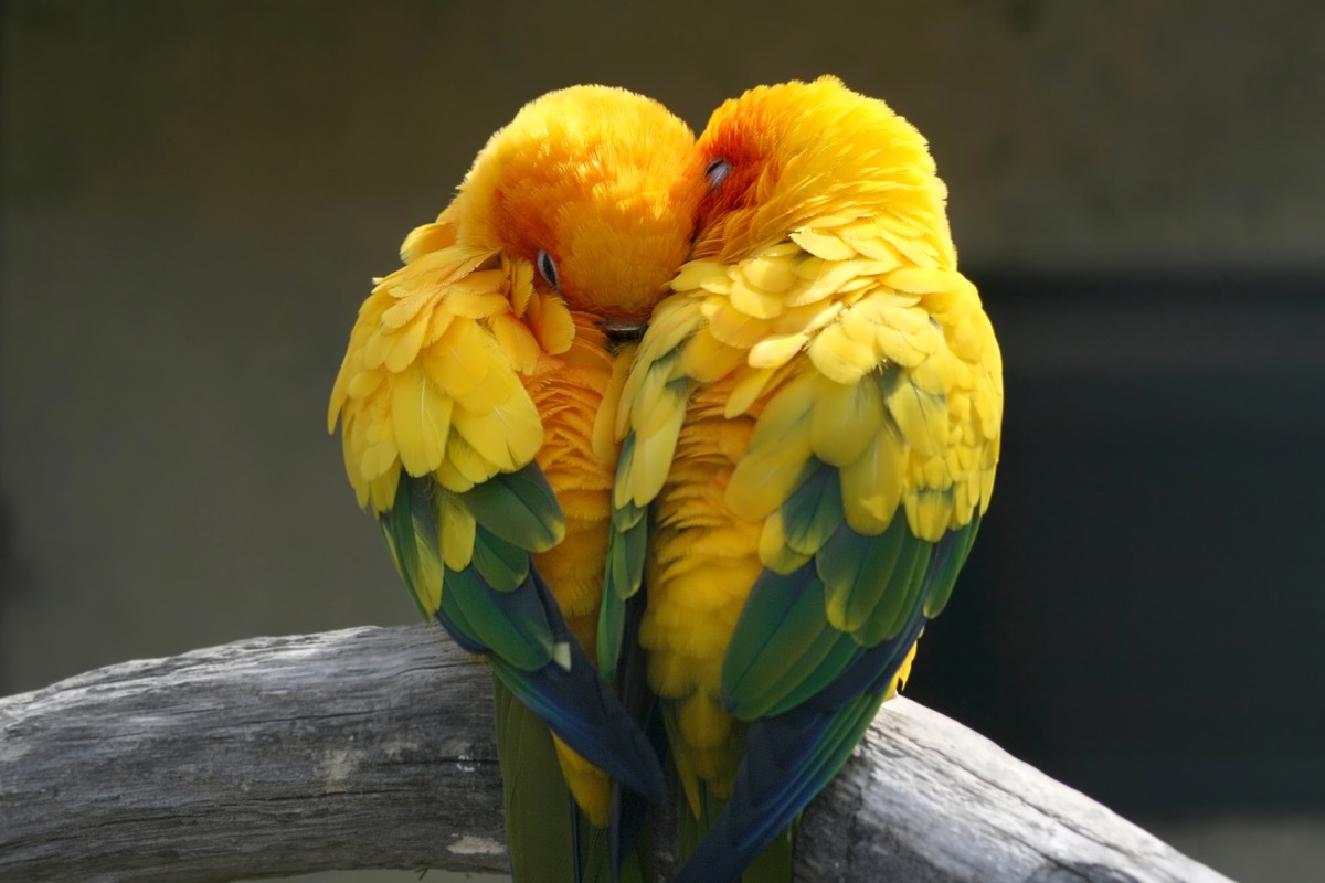 birds in love pets in love