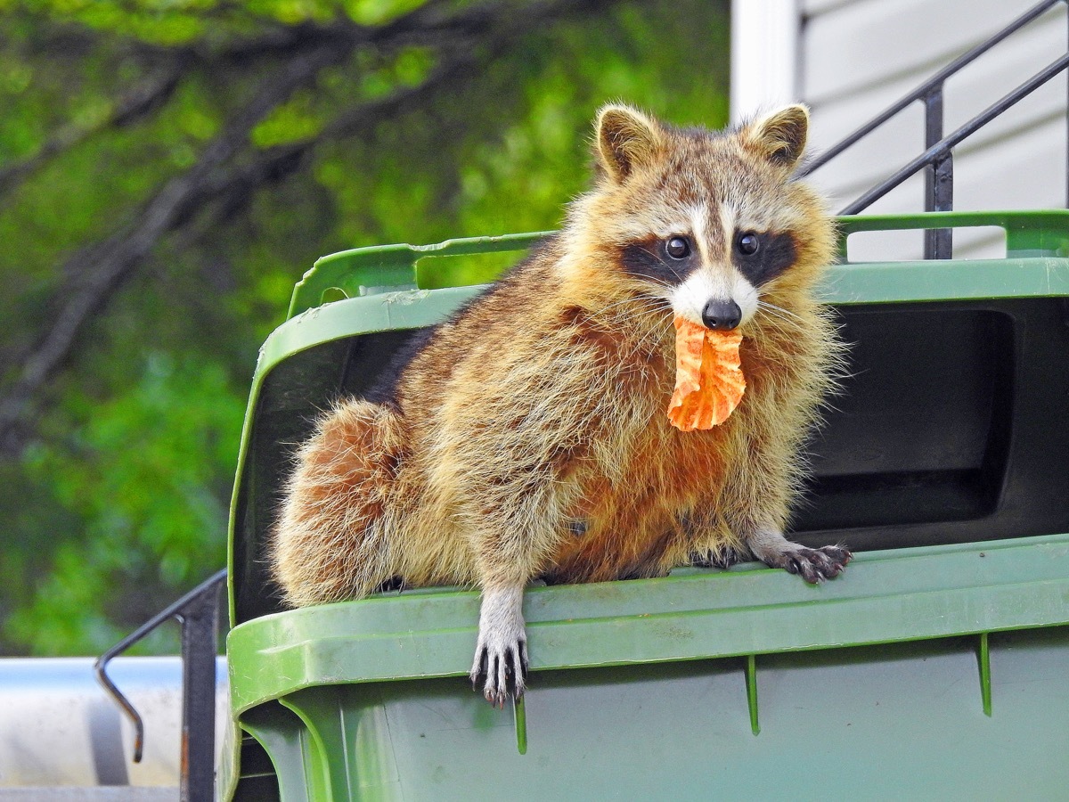 Raccoon in Garbage Can