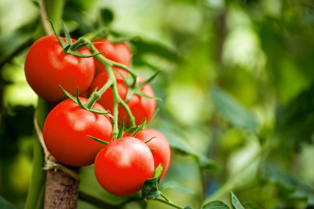 Tomato Plant {How Do Plants Protect Themselves}