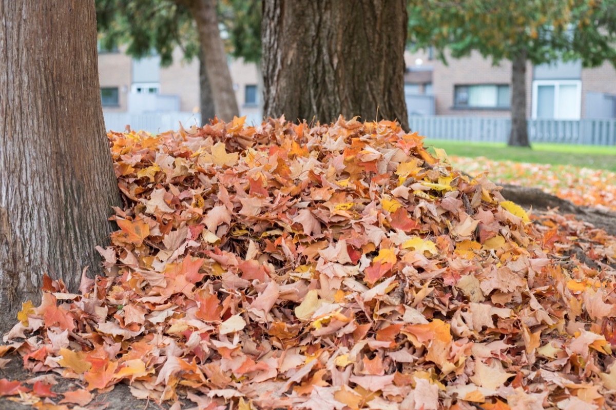 leaf pile in yard