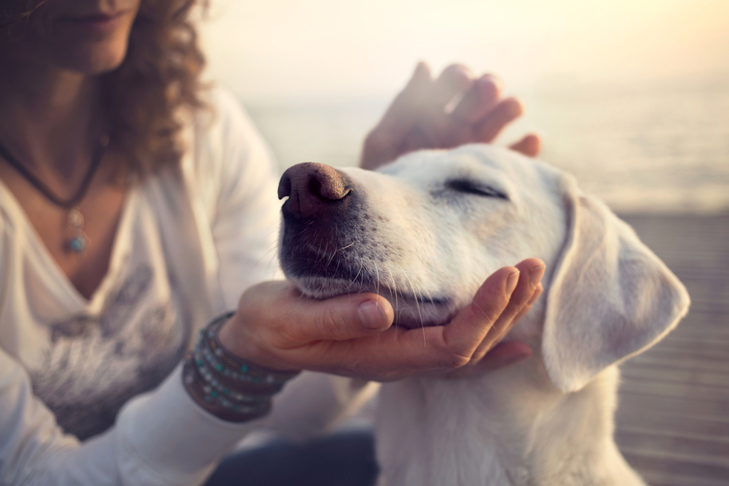 dog feels a shift in the atmosphere with his excellent sense of smell as owner pets him.