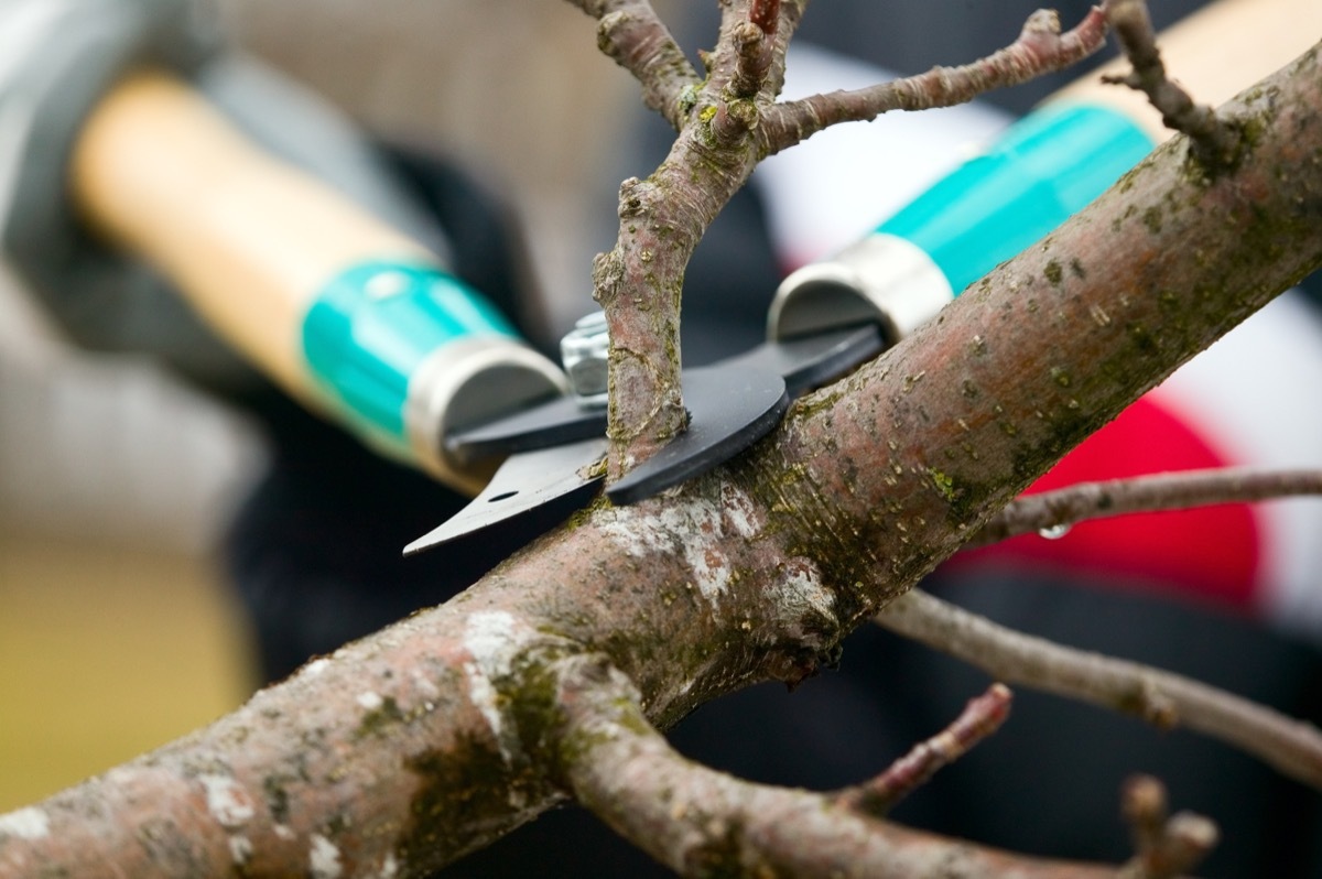 Man is Trimming Dead Tree Branches {How to Winterize a Home}