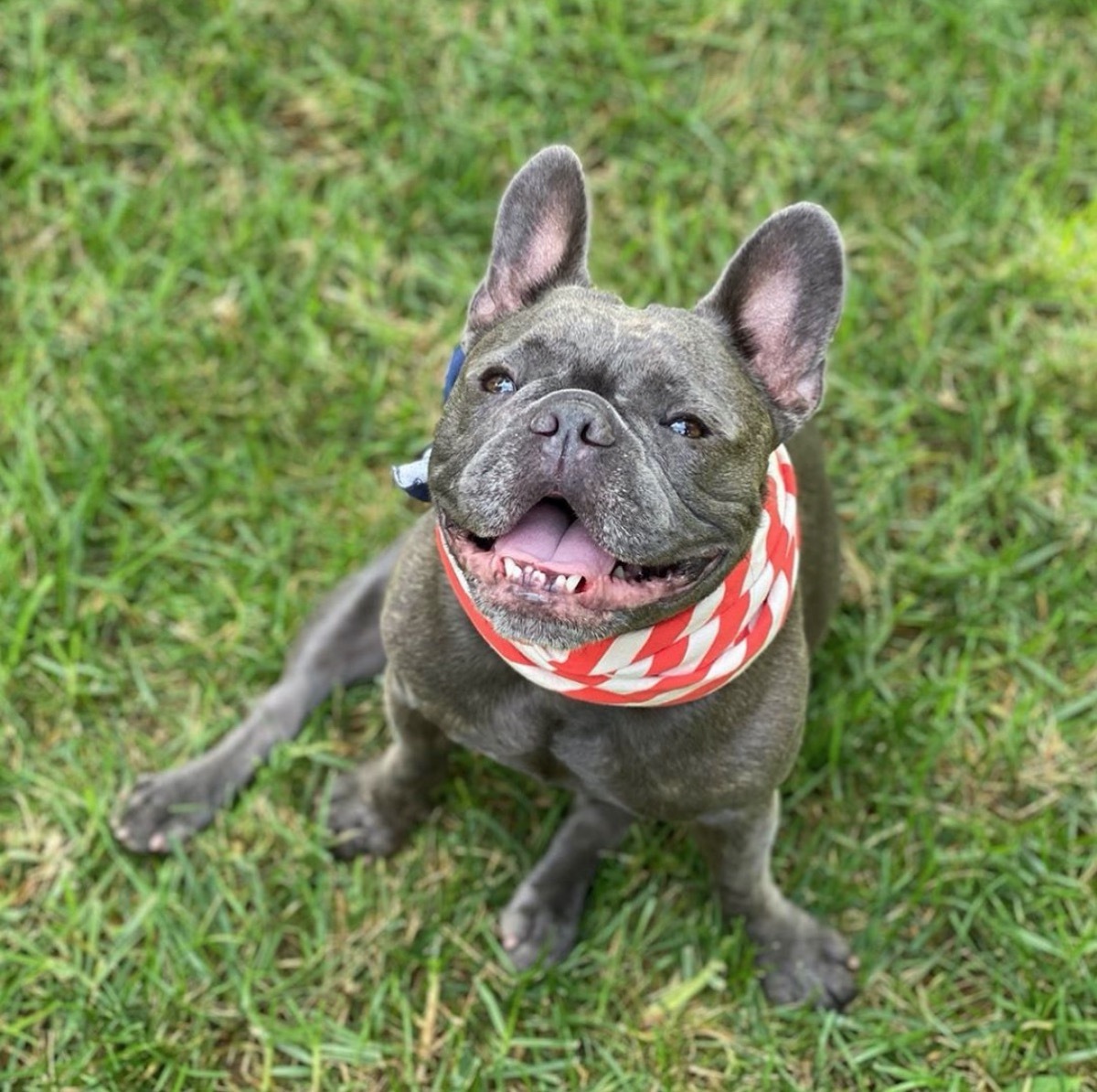 reese witherspoon's french bulldog pepper in the grass