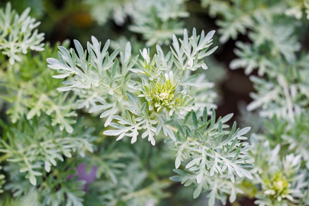 Silver green Wormwood leaves background. Artemisia absinthium ( absinthe, absinthium, absinthe wormwood ) plants in herb garden, close up, top view