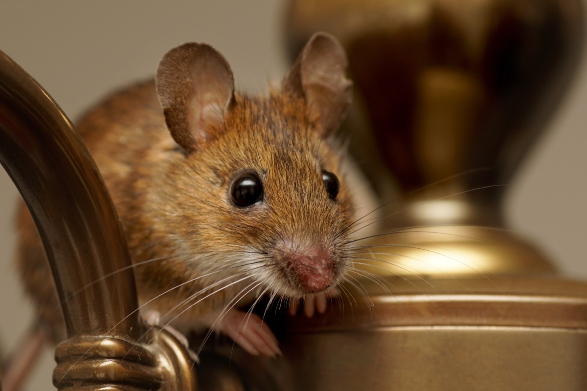 Wood mouse (Apodemus sylvaticus) resting on a chandelier.