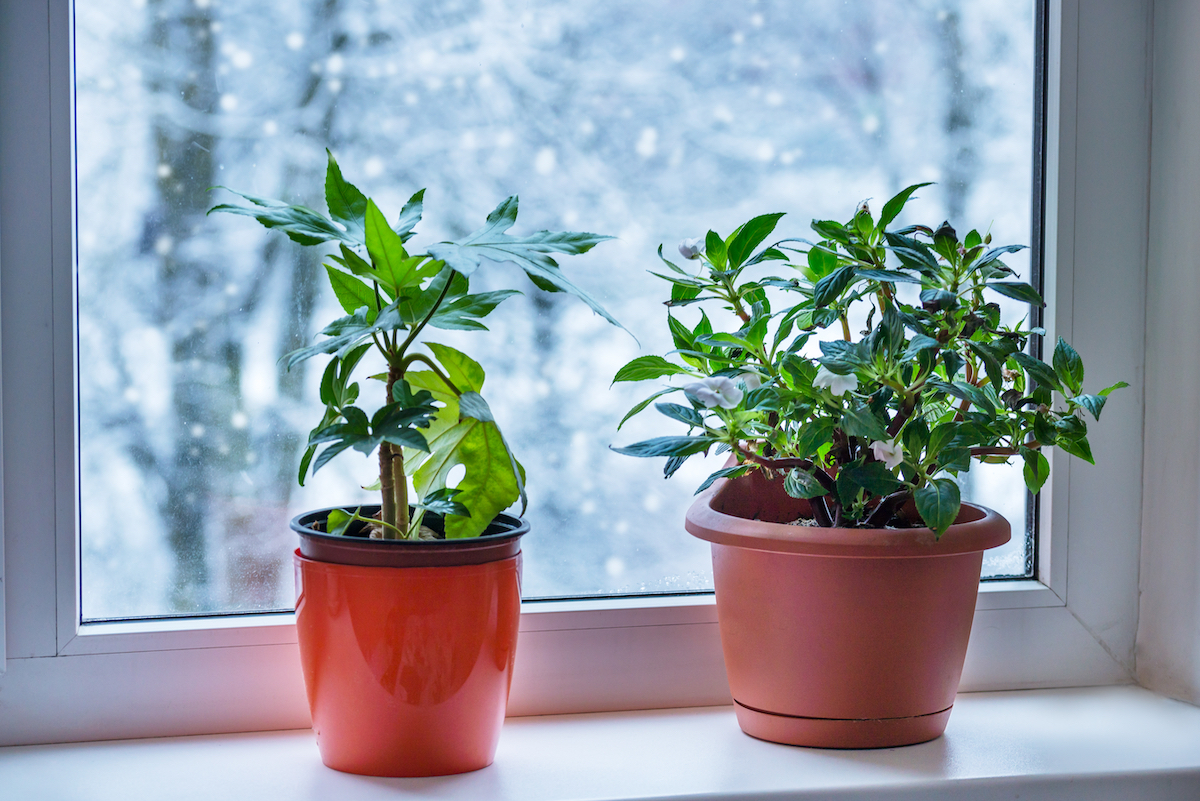 Houseplant inside on the windowsill during winter time