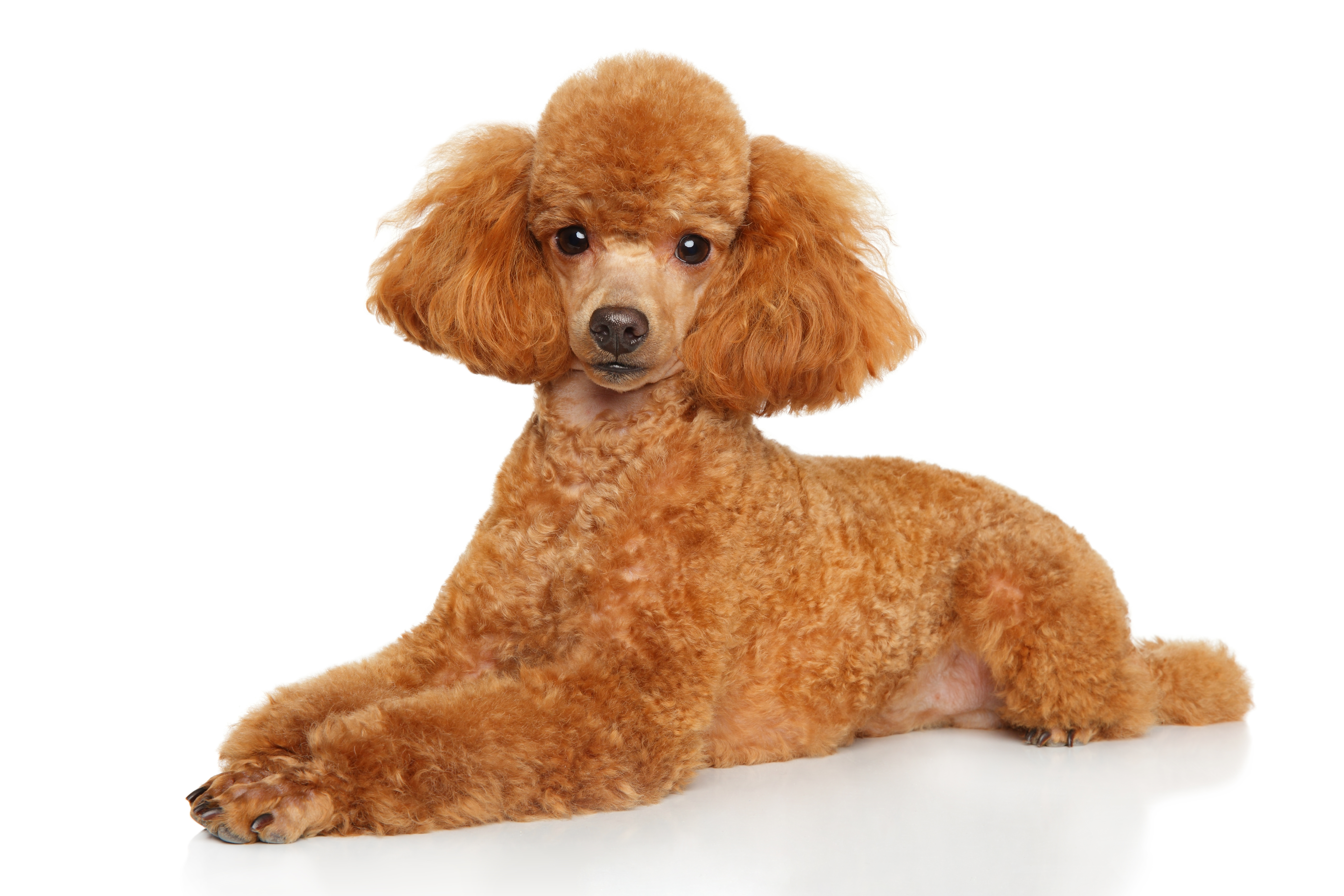 miniature poodle