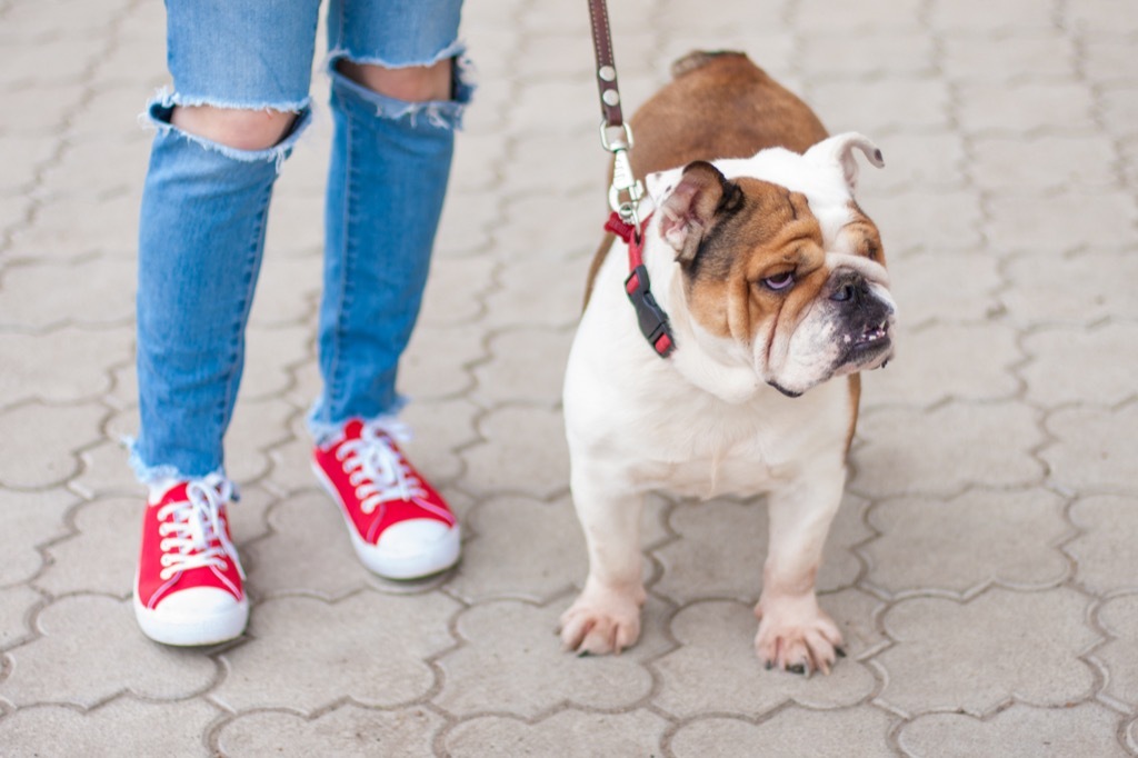 bulldog dog on a leash