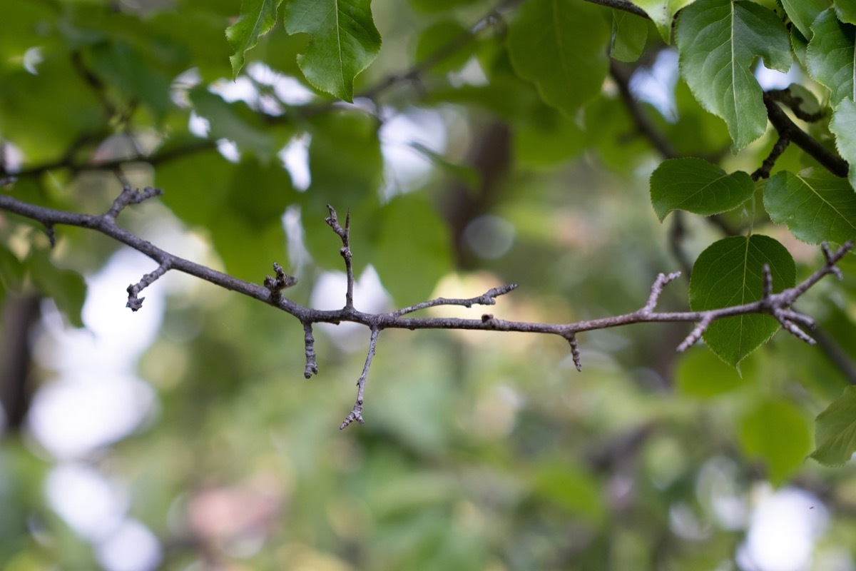 missing leaves on branch