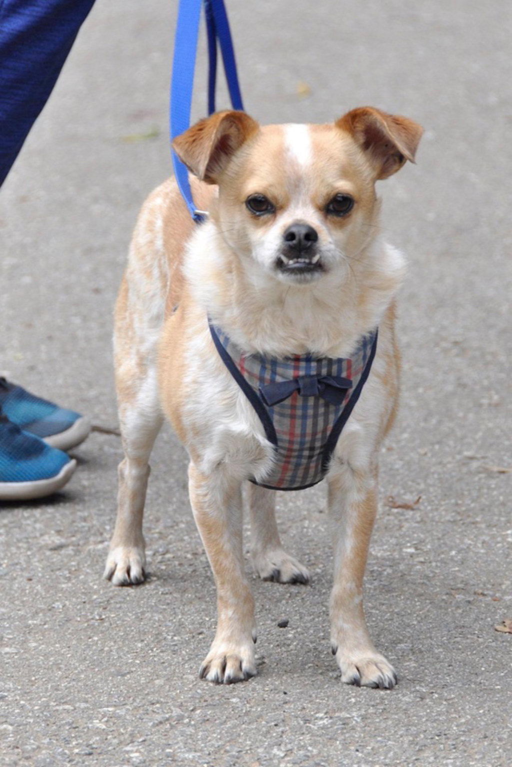 world's ugliest dog contest