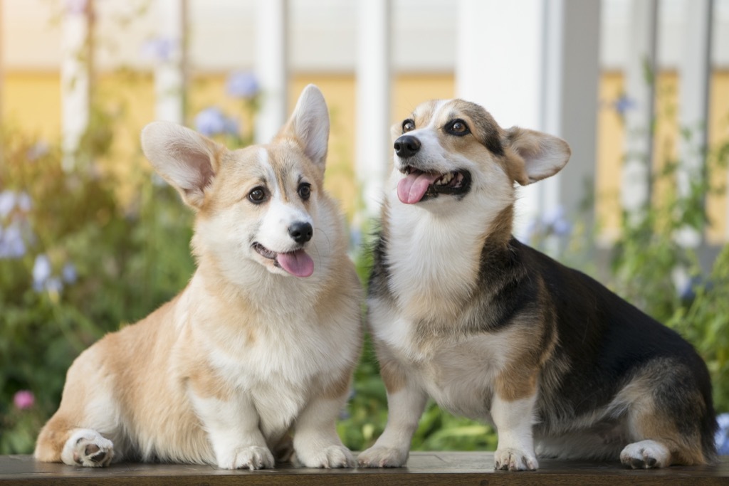 royal corgis