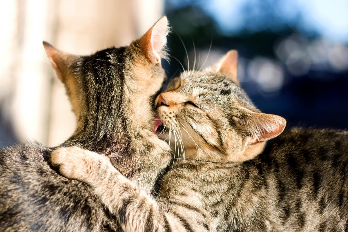 Cats grooming each other