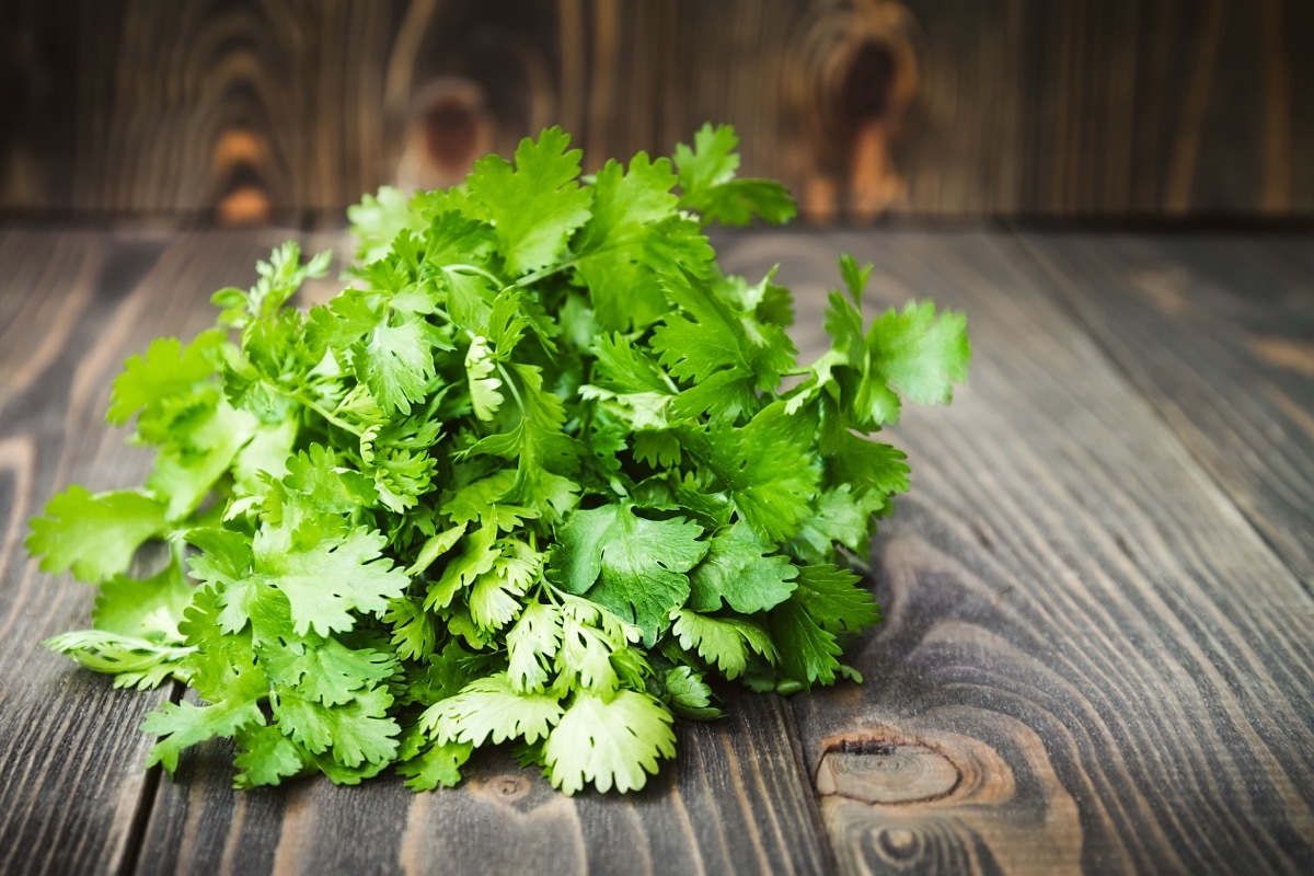 Fresh Cilantro