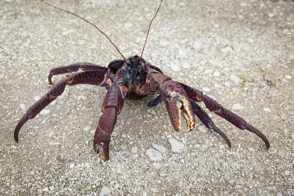 Coconut Crab Crazy Critters