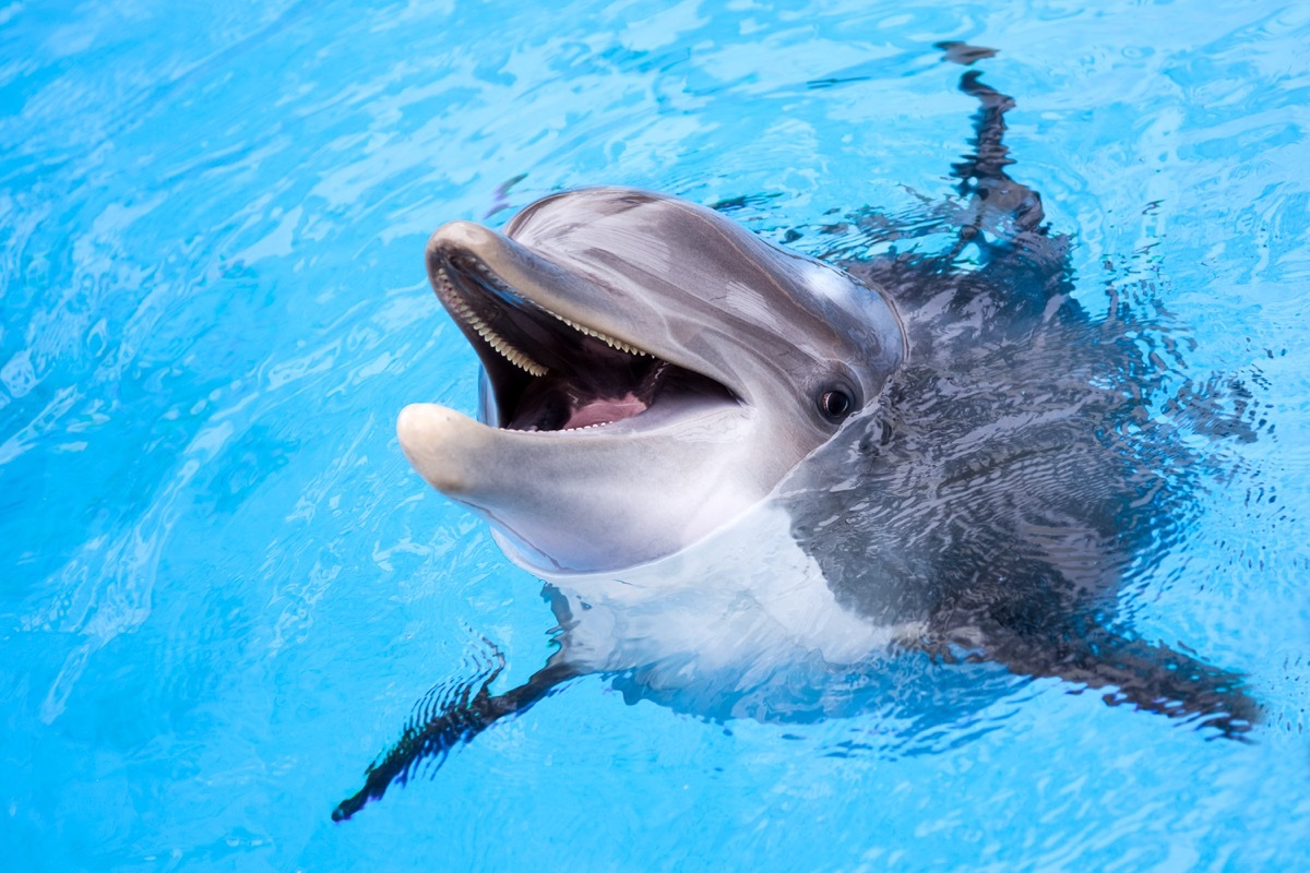 dolphin coming out the water