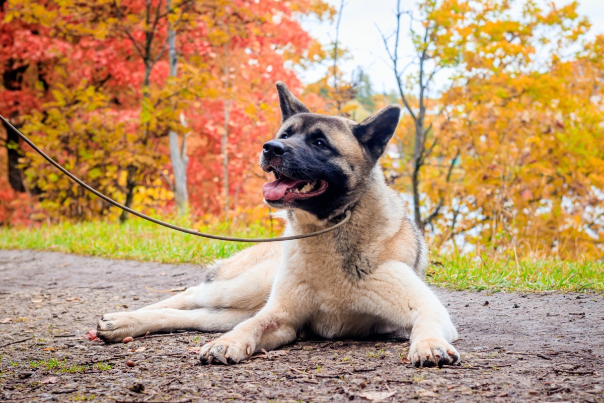 akita