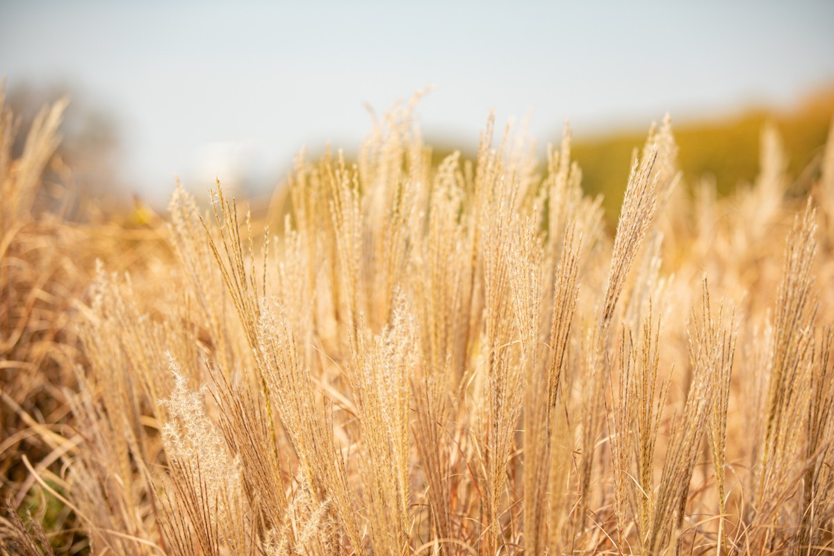 wheat field